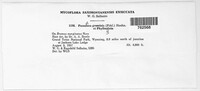 Graminopassalora graminis image